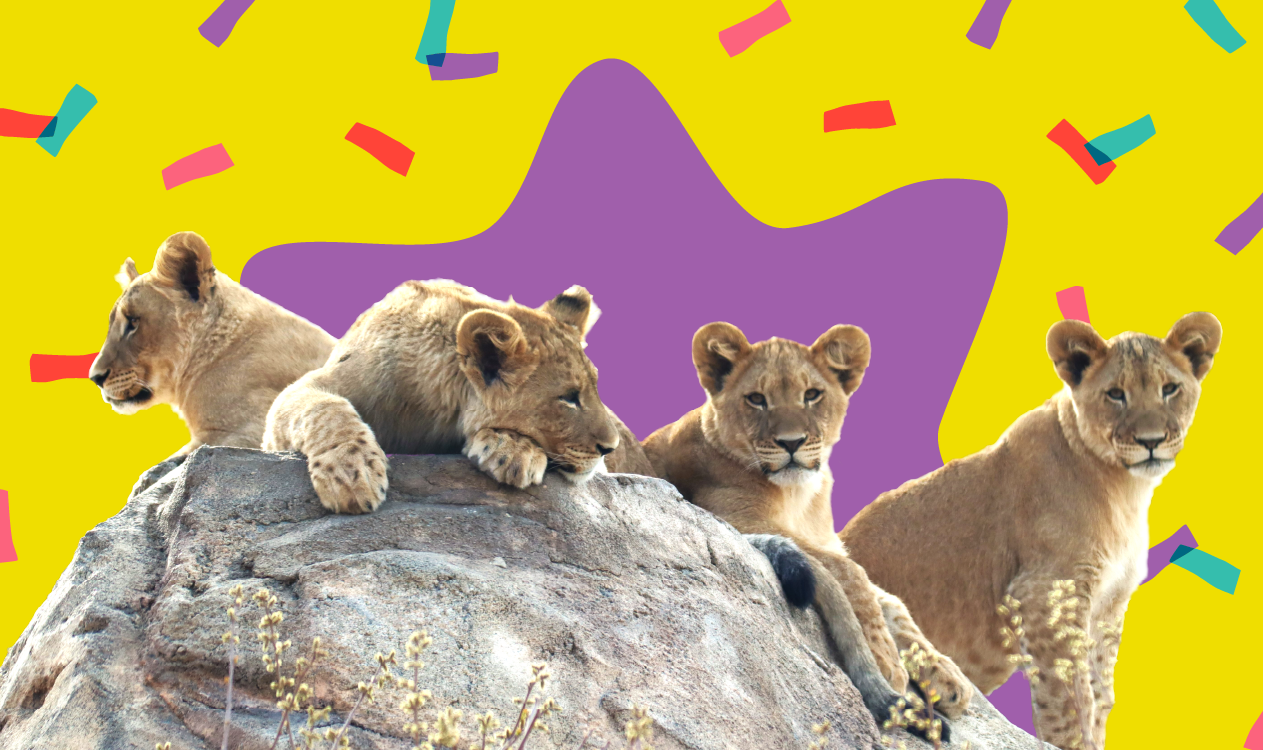 Lion Cub Birthday Party